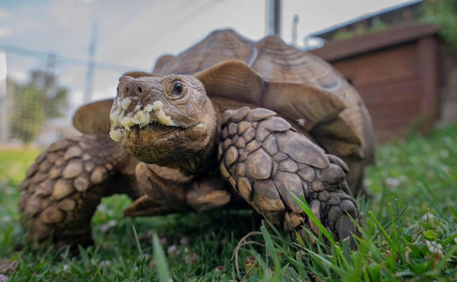LIFE-NEIGHBORHOOD-TORTOISE-3-KC
